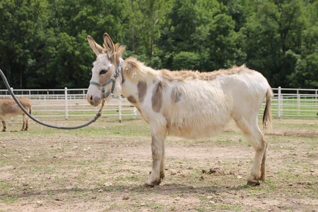 Last week's pet, still available: Gretchen